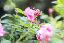 20210421玫瑰季02.jpg