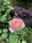 20210425月季02.jpg